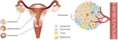 A review of recent advances on single use of antibody-drug conjugates or combination with tumor immunology therapy for gynecologic cancer